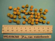 Click for 1 image(s) for this accession. Image
